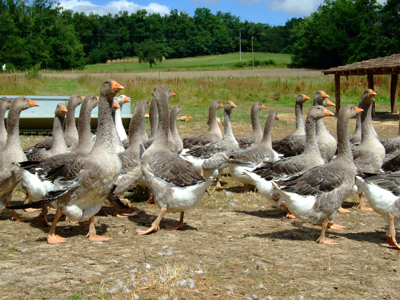 goose farm animal free photo