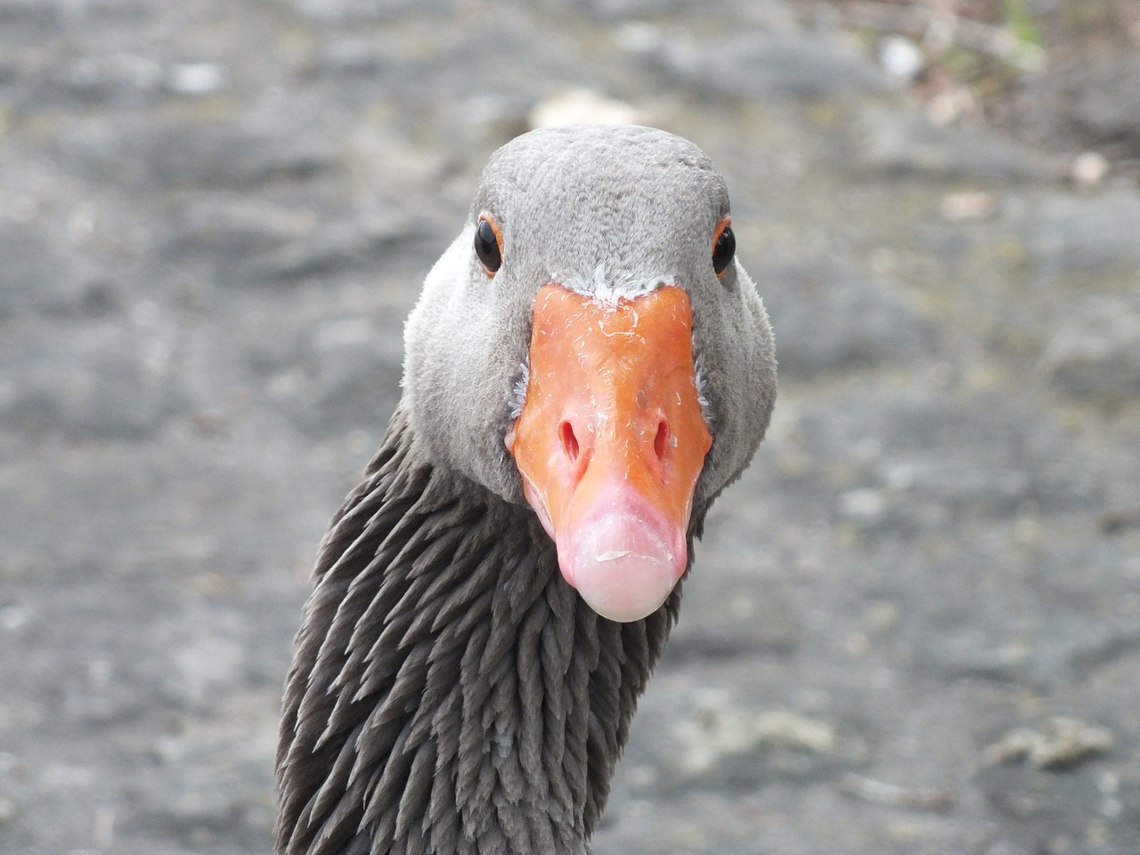 goose bird geese free photo