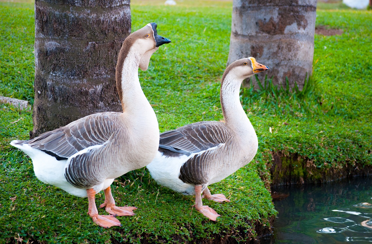 goose birds waterfowl free photo