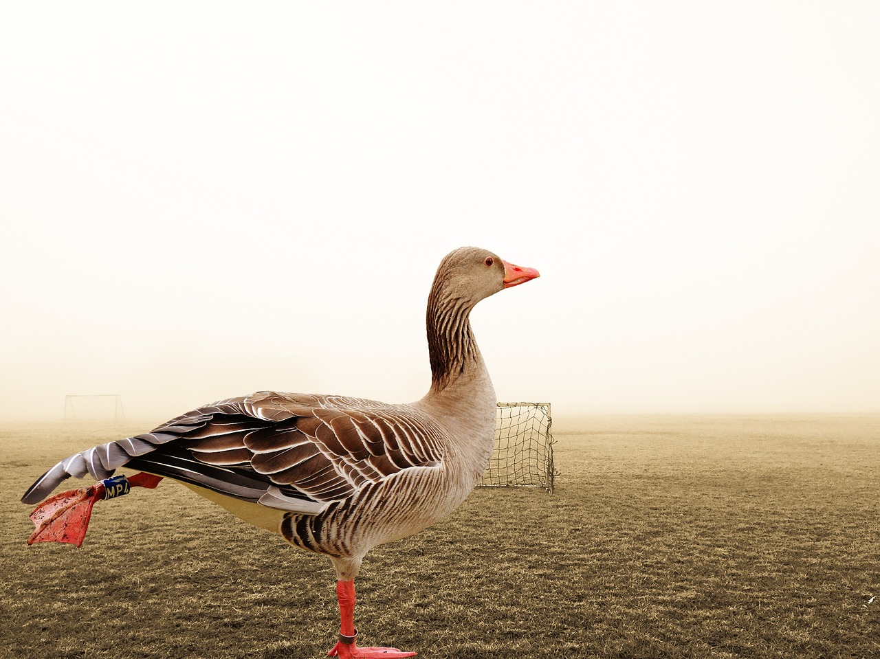 goose bird feather free photo