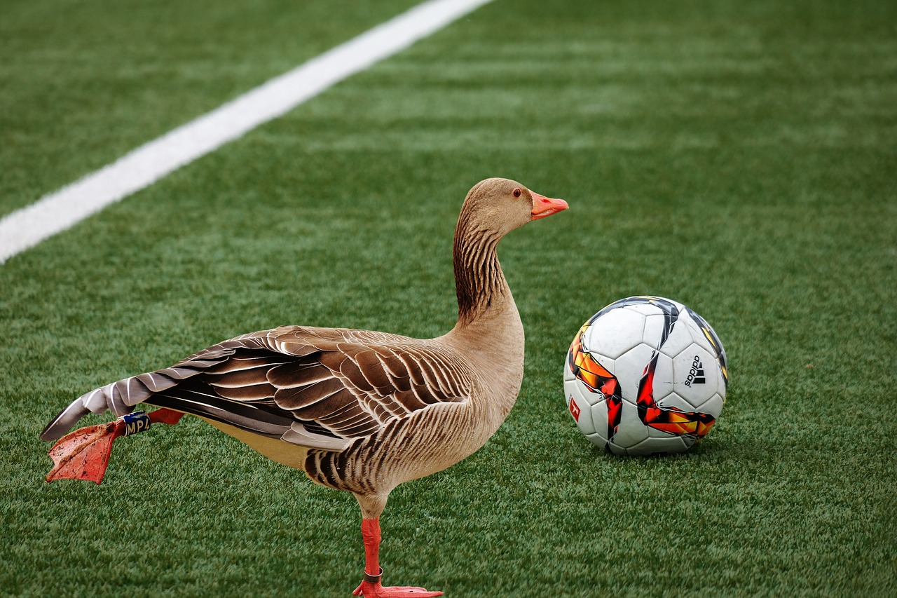 goose bird feather free photo