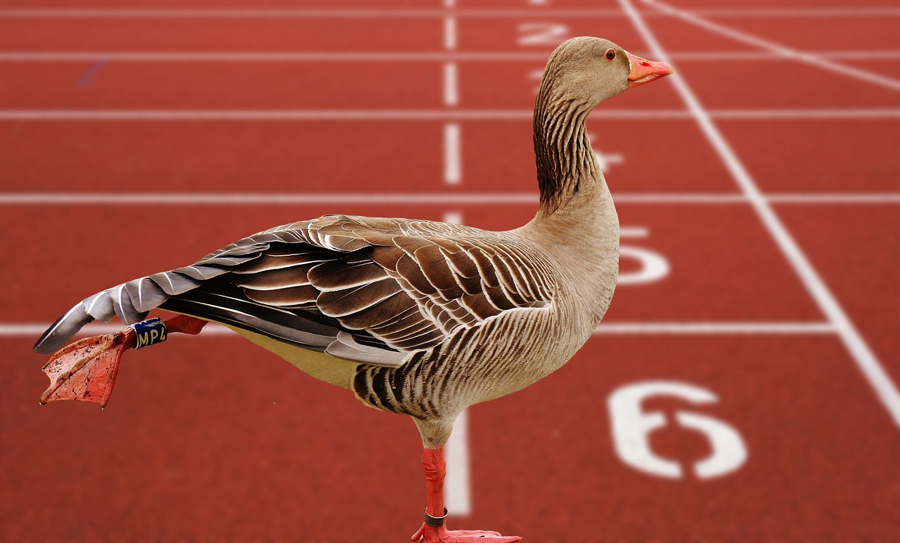 goose bird feather free photo