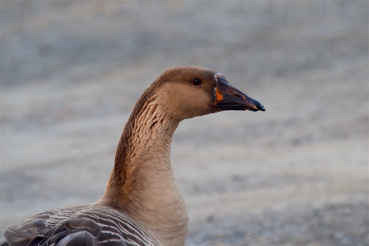 goose portrait face free photo