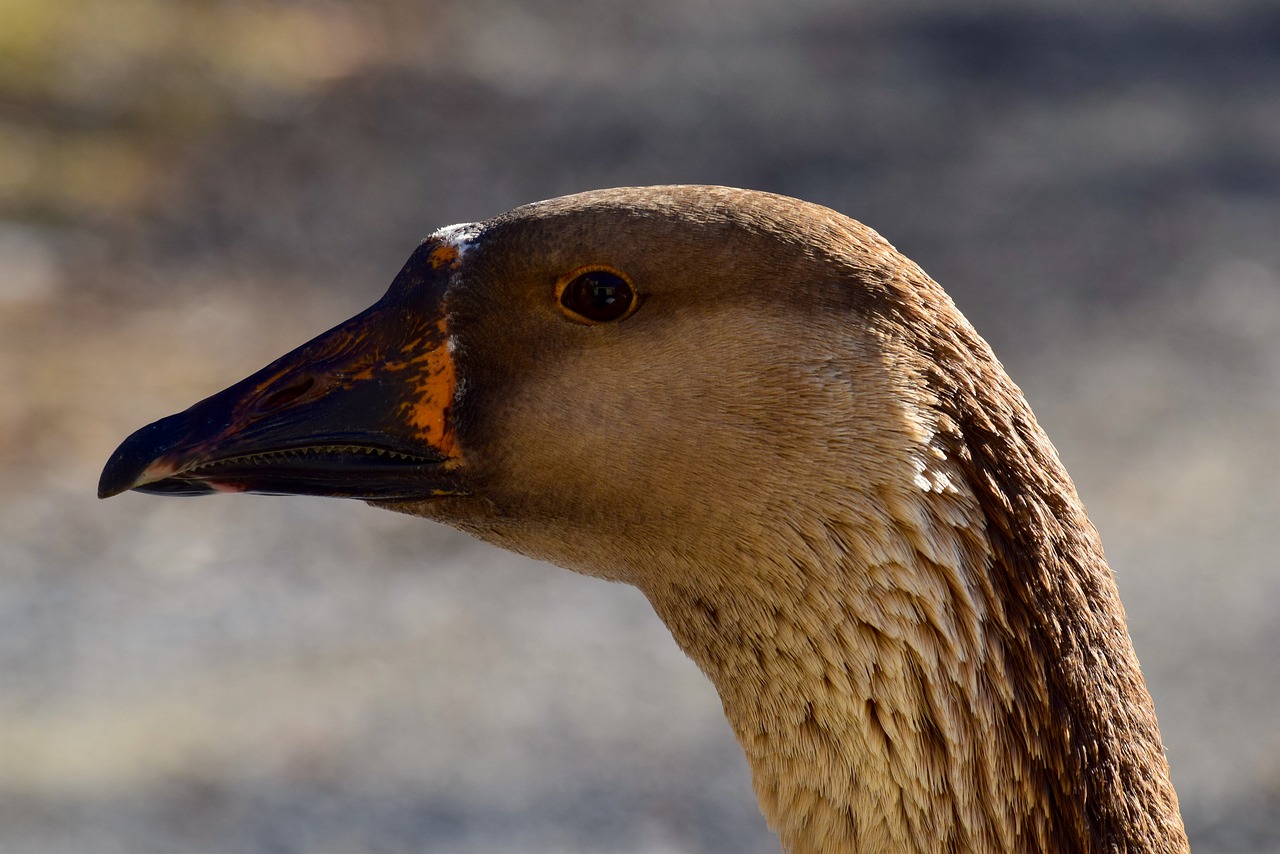 goose brown feather free photo