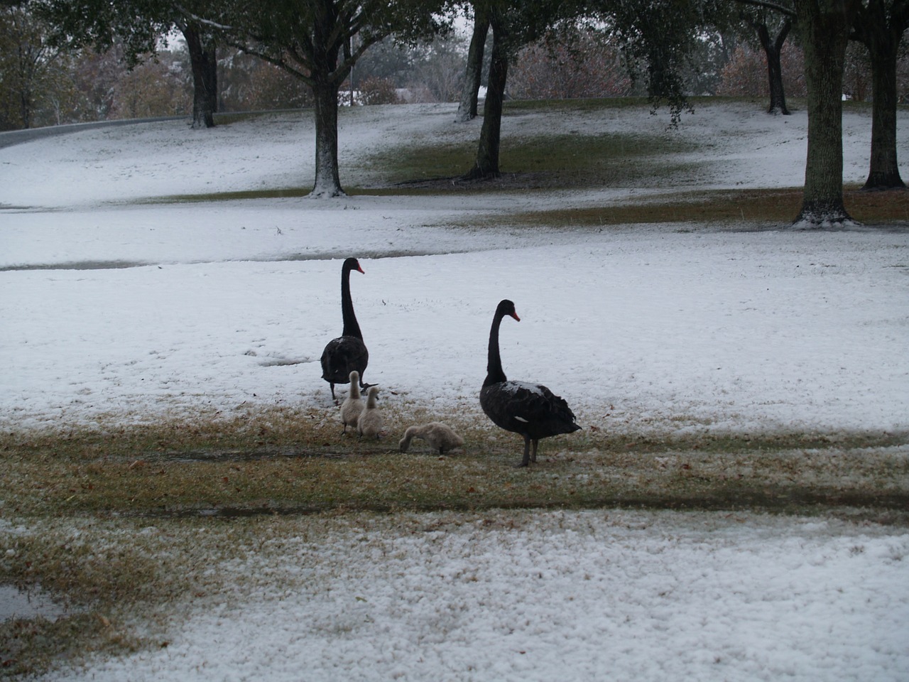 goose geese ducks free photo