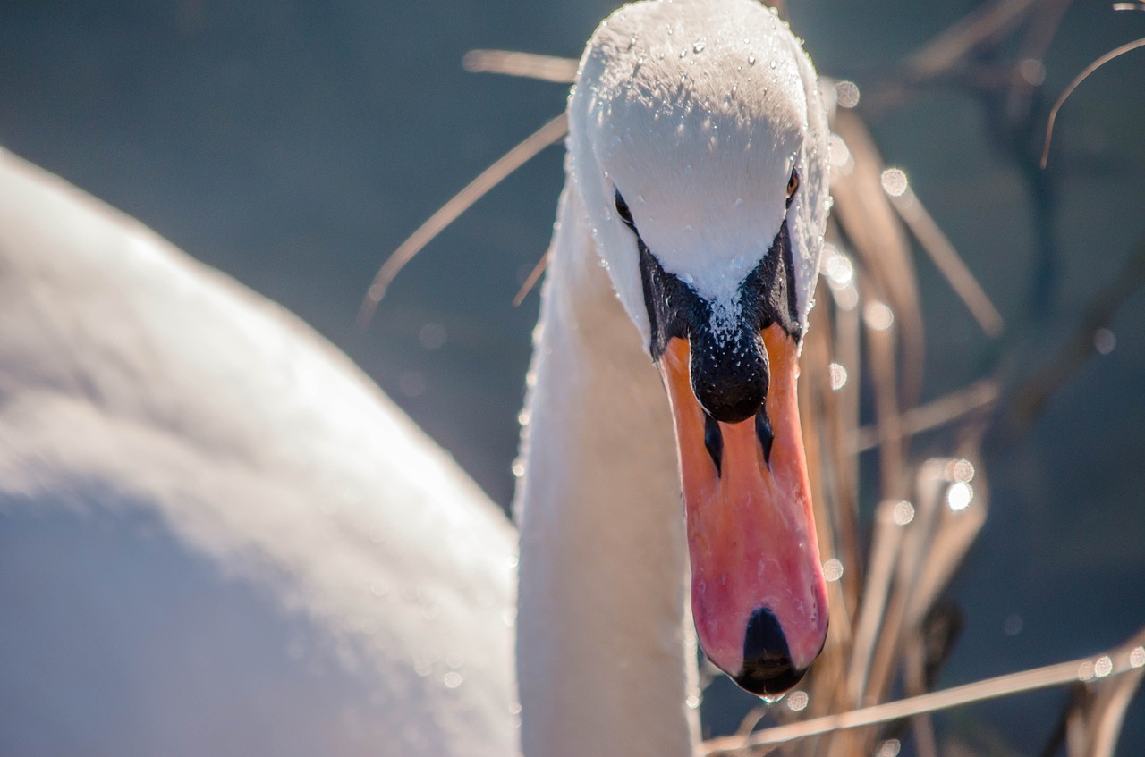 goose bird water free photo