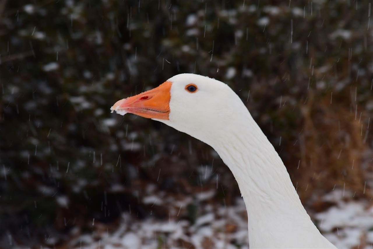 goose snow winter free photo