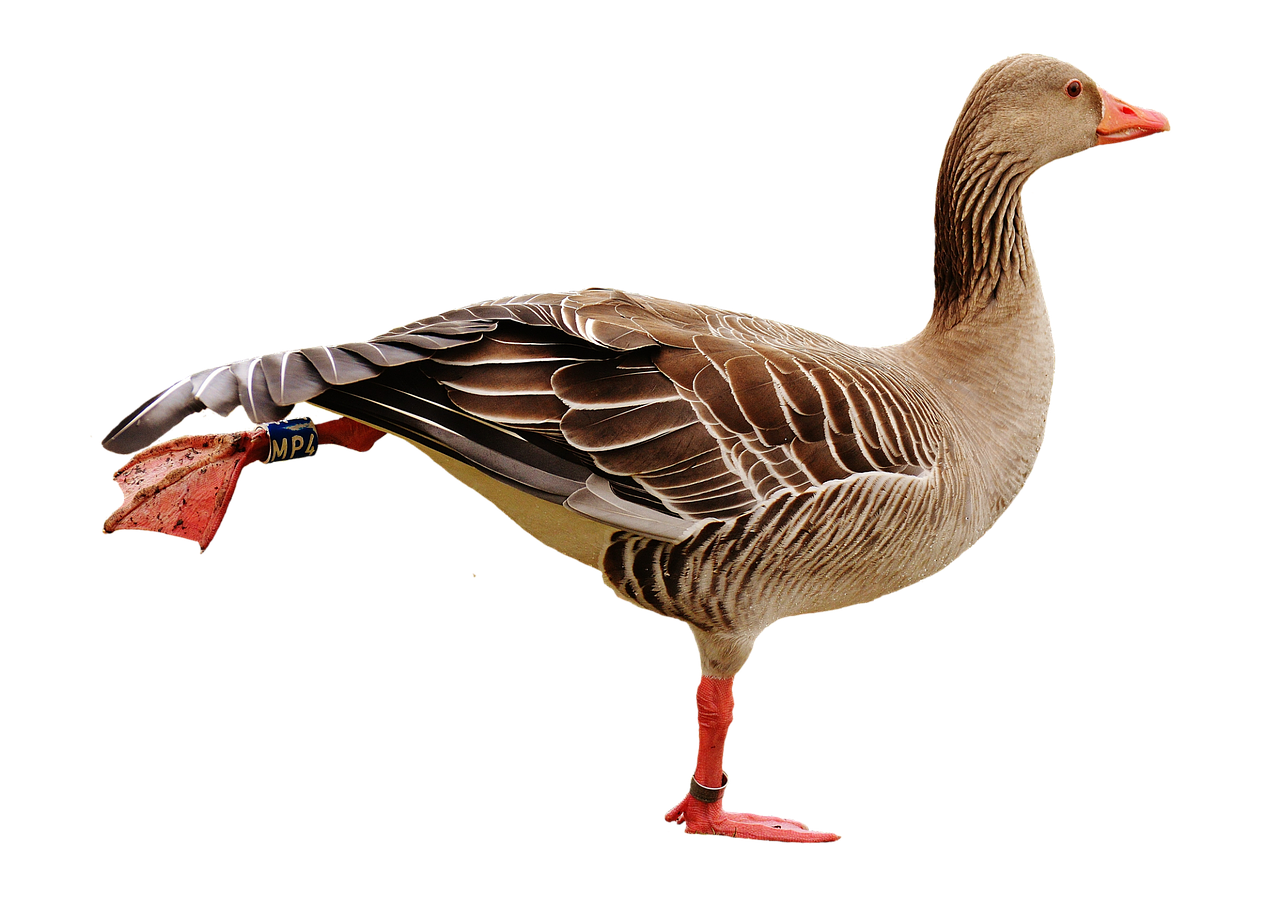 goose bird isolated free photo