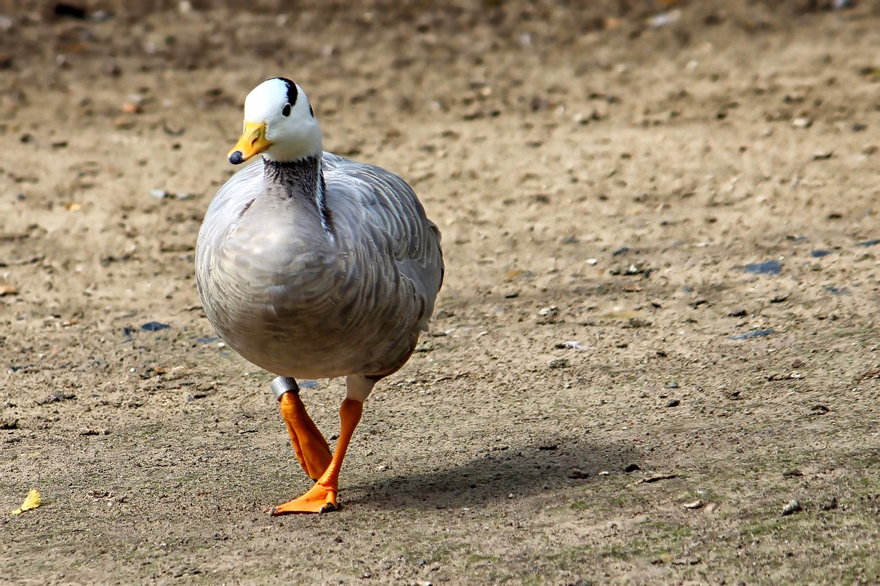 goose stripes goose bird free photo