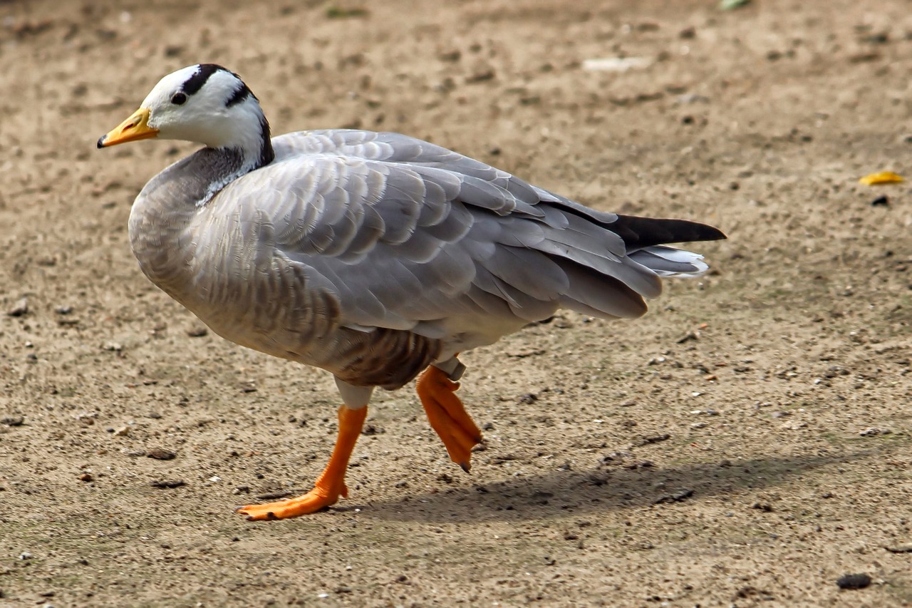 goose stripes goose bird free photo