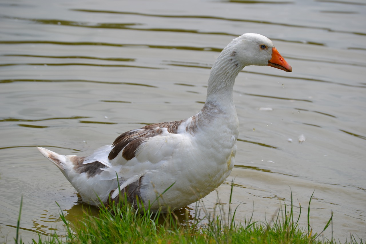 goose bird waterfowl free photo