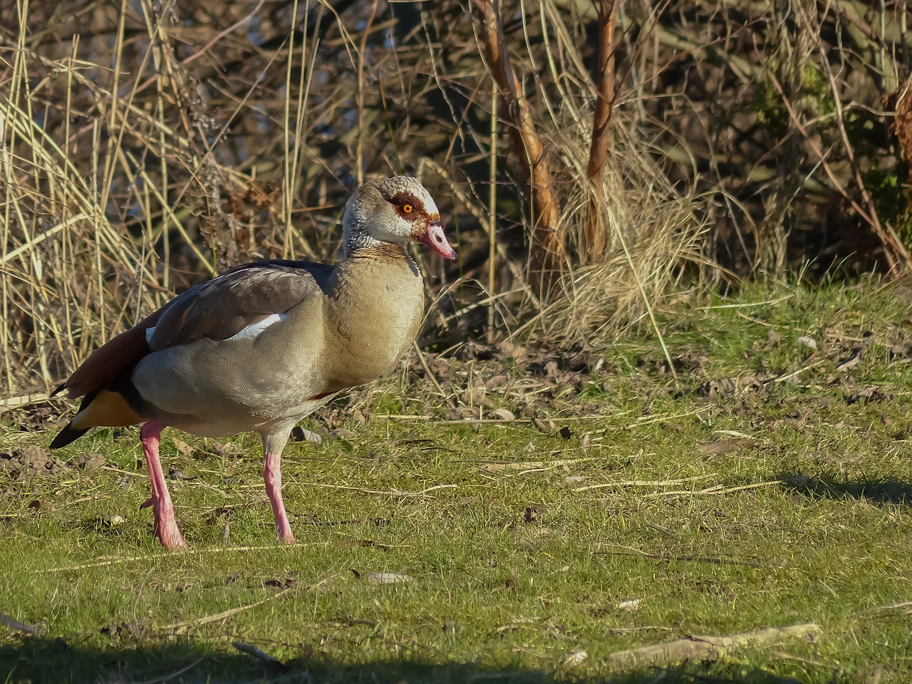 goose bird waterfowl free photo