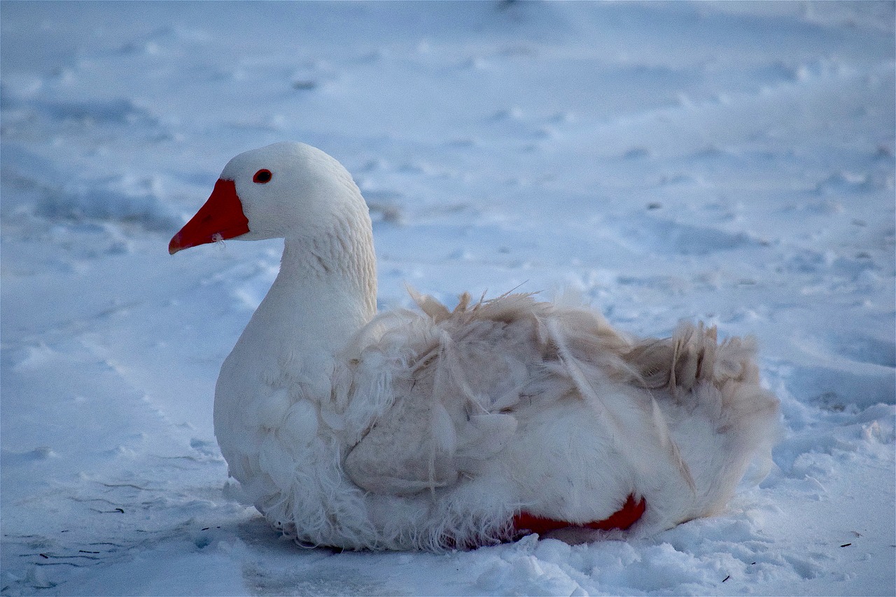 goose white snow free photo