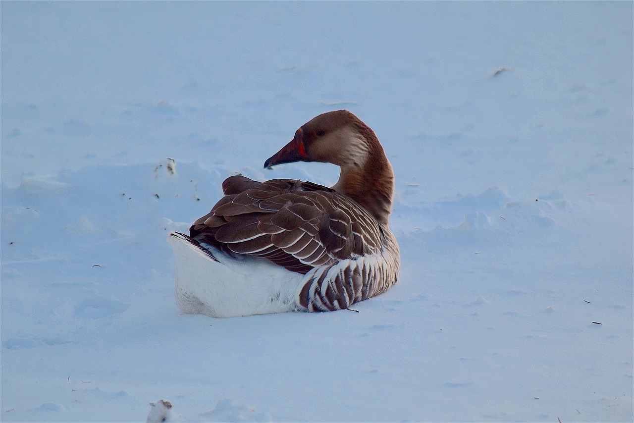 goose brown snow free photo