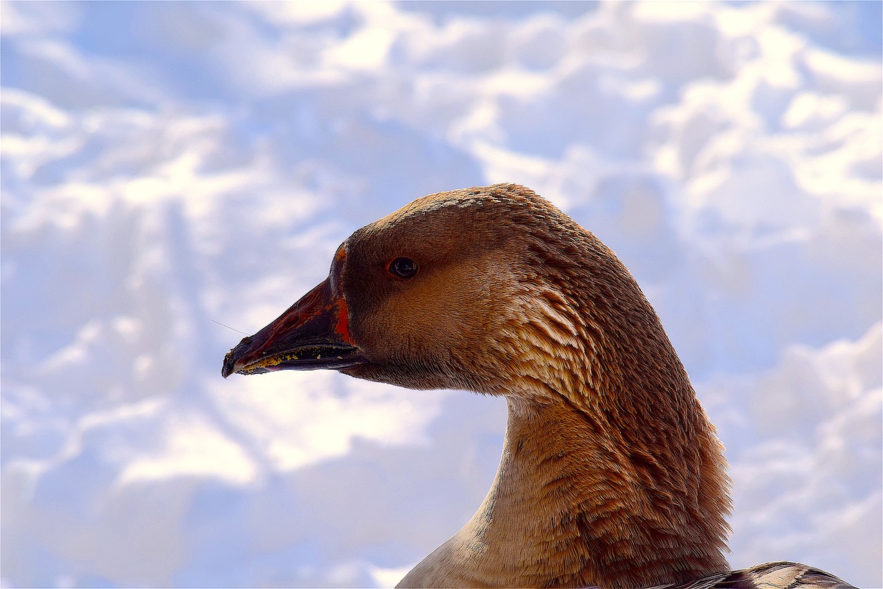 goose snow colorful free photo