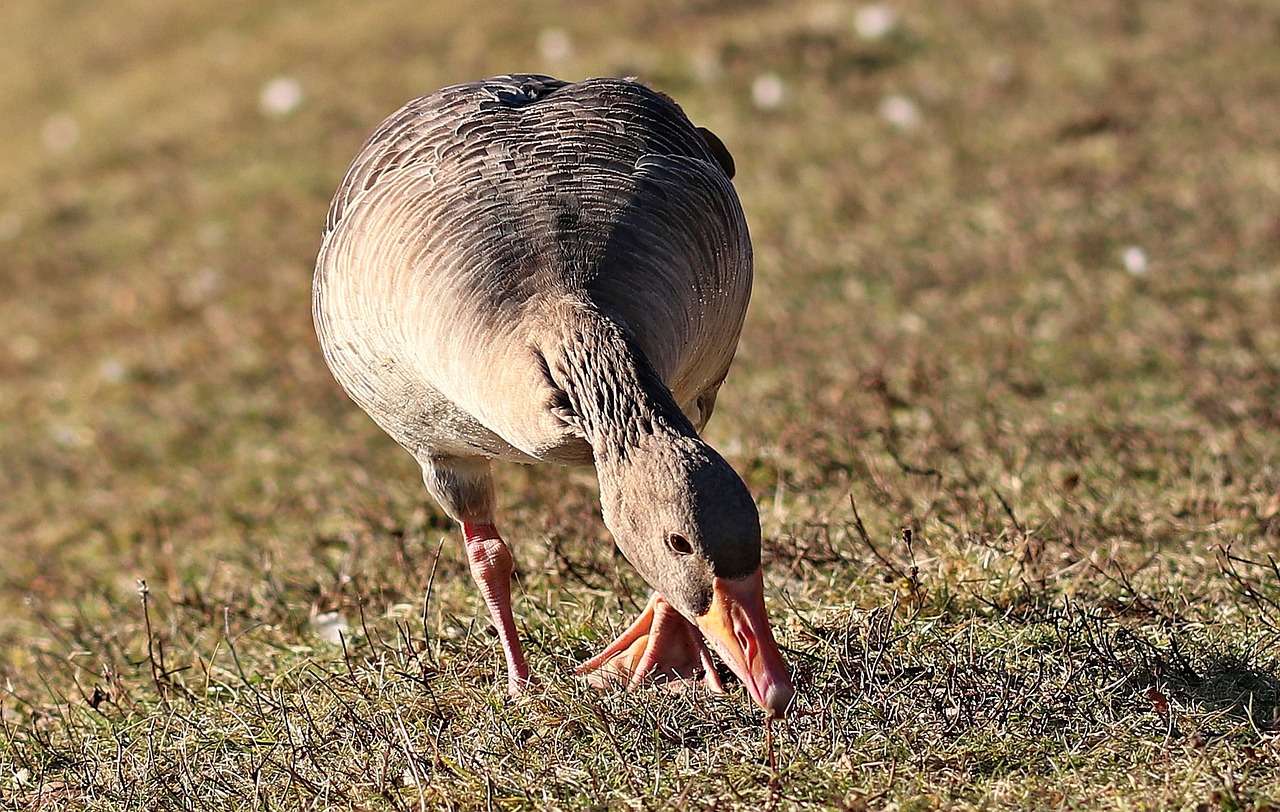 goose bird wild goose free photo