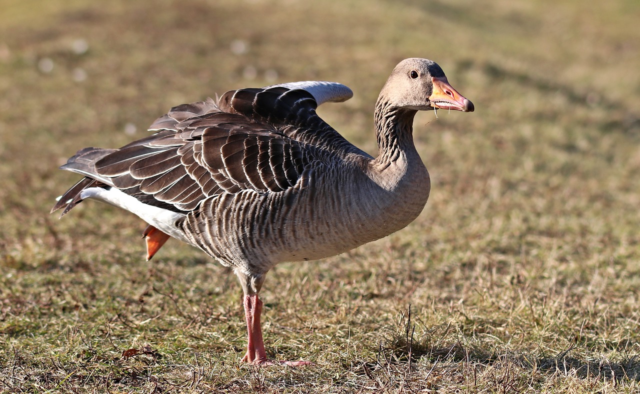 goose bird wild goose free photo