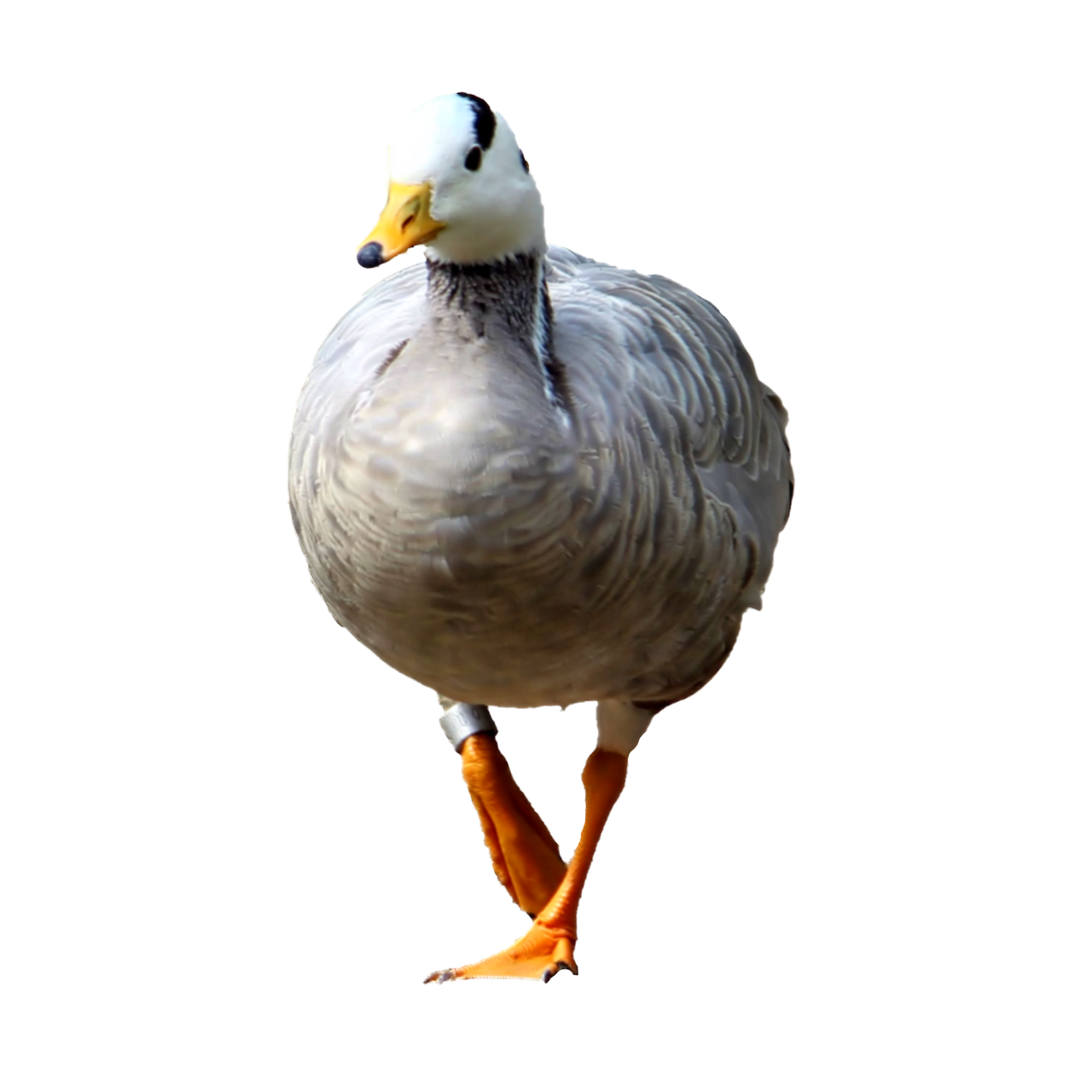 goose wild goose isolated free photo