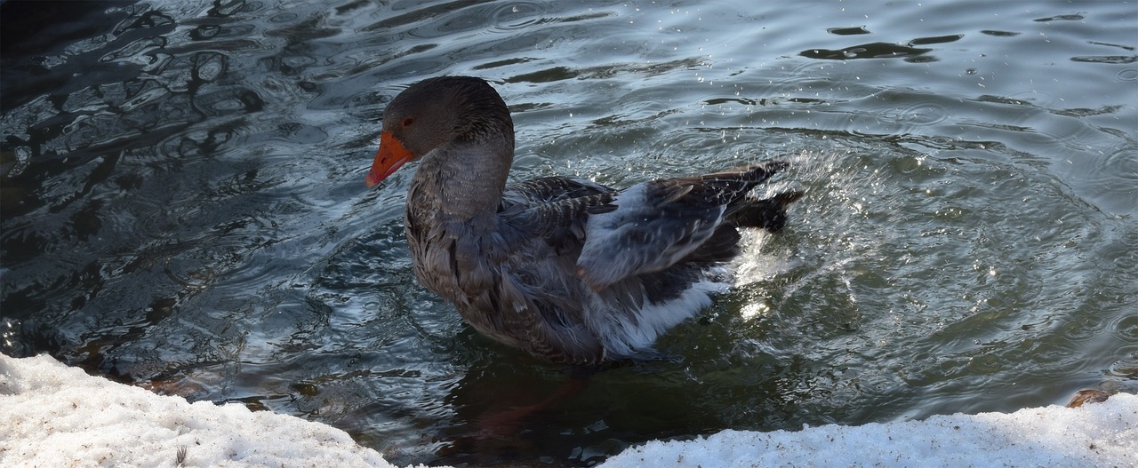 goose water free pictures free photo