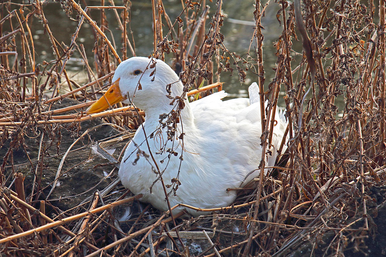 goose spring animals free photo