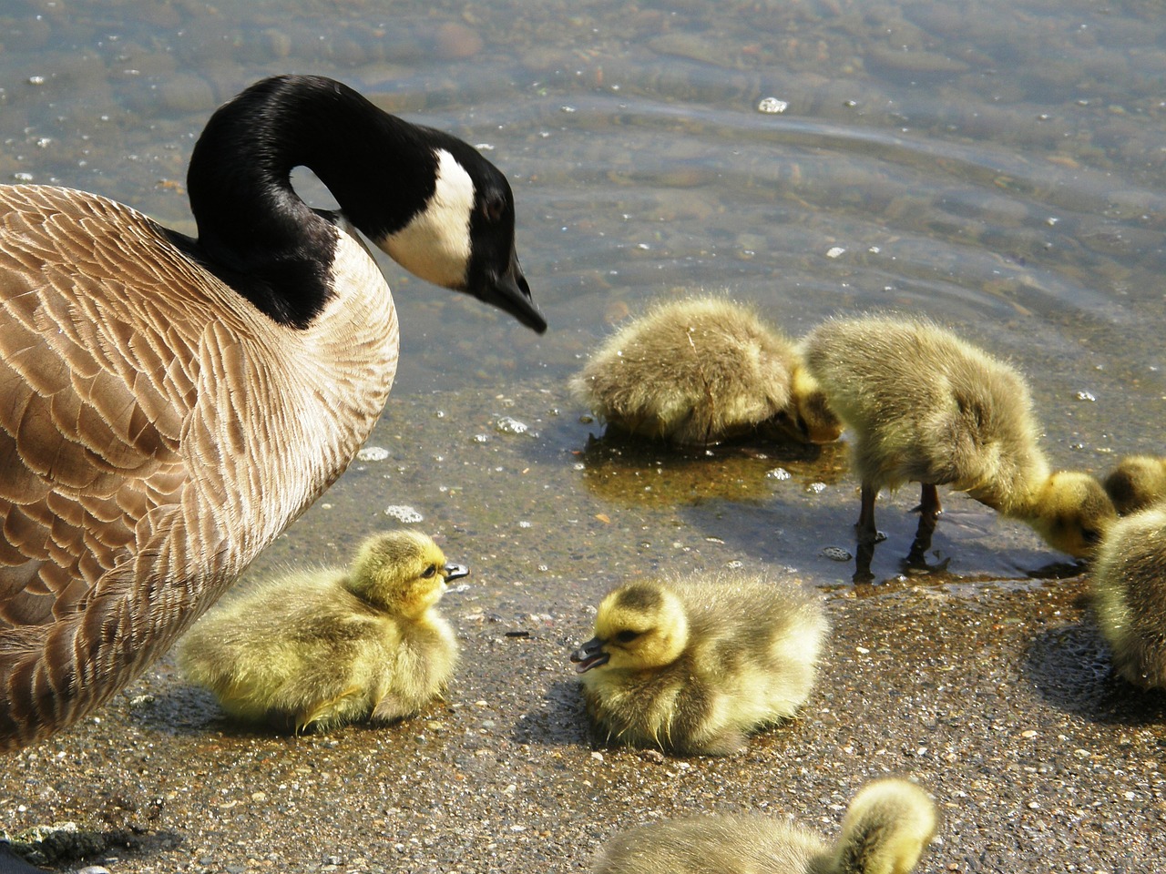 goose goslings bird free photo