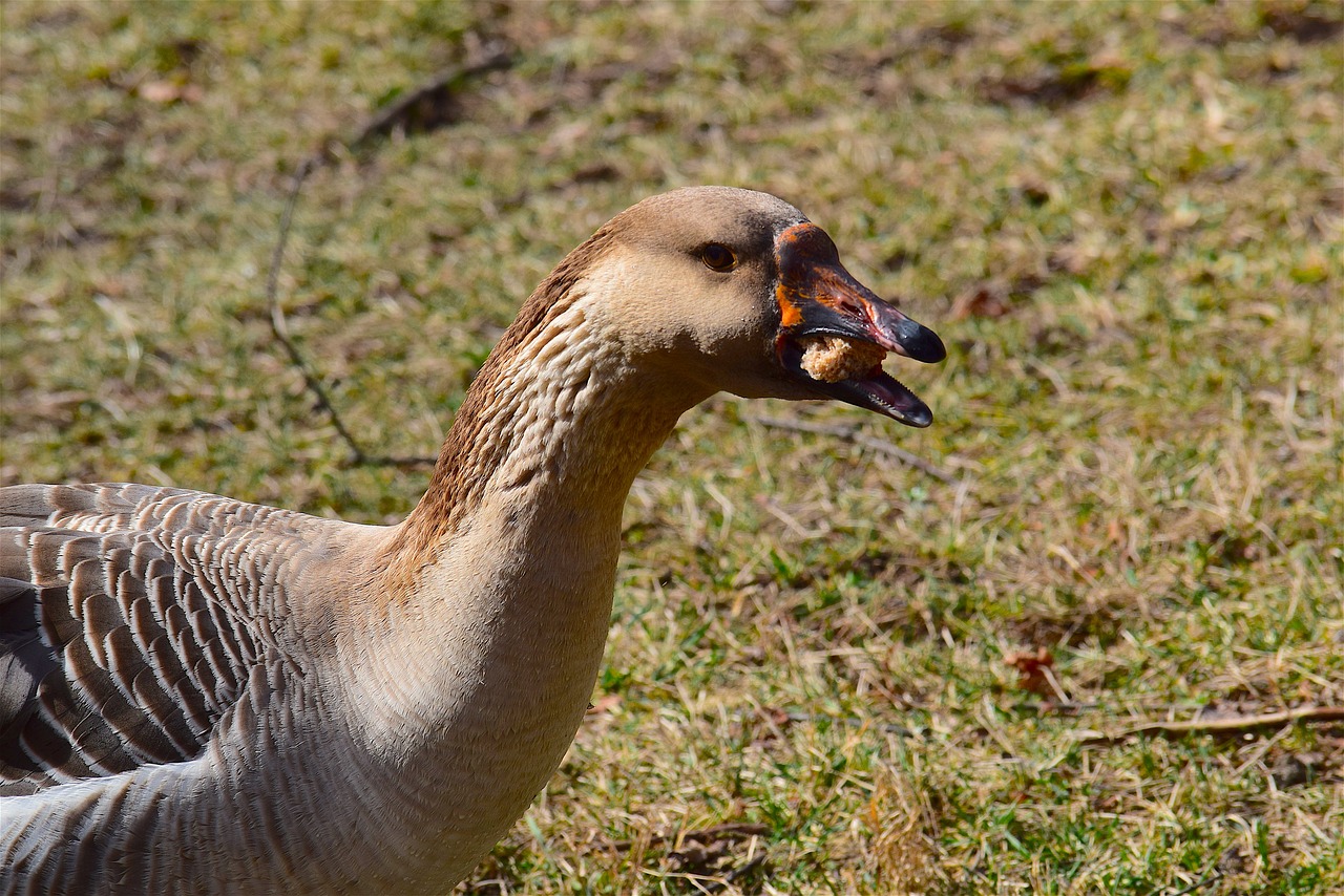 goose grass eating free photo