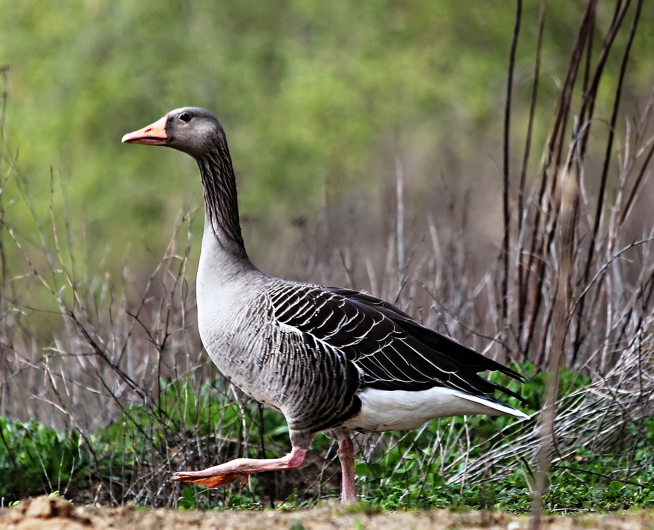 goose bird wild goose free photo