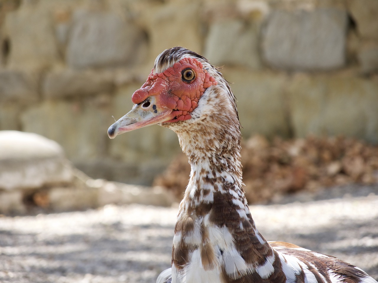 goose bird animal free photo