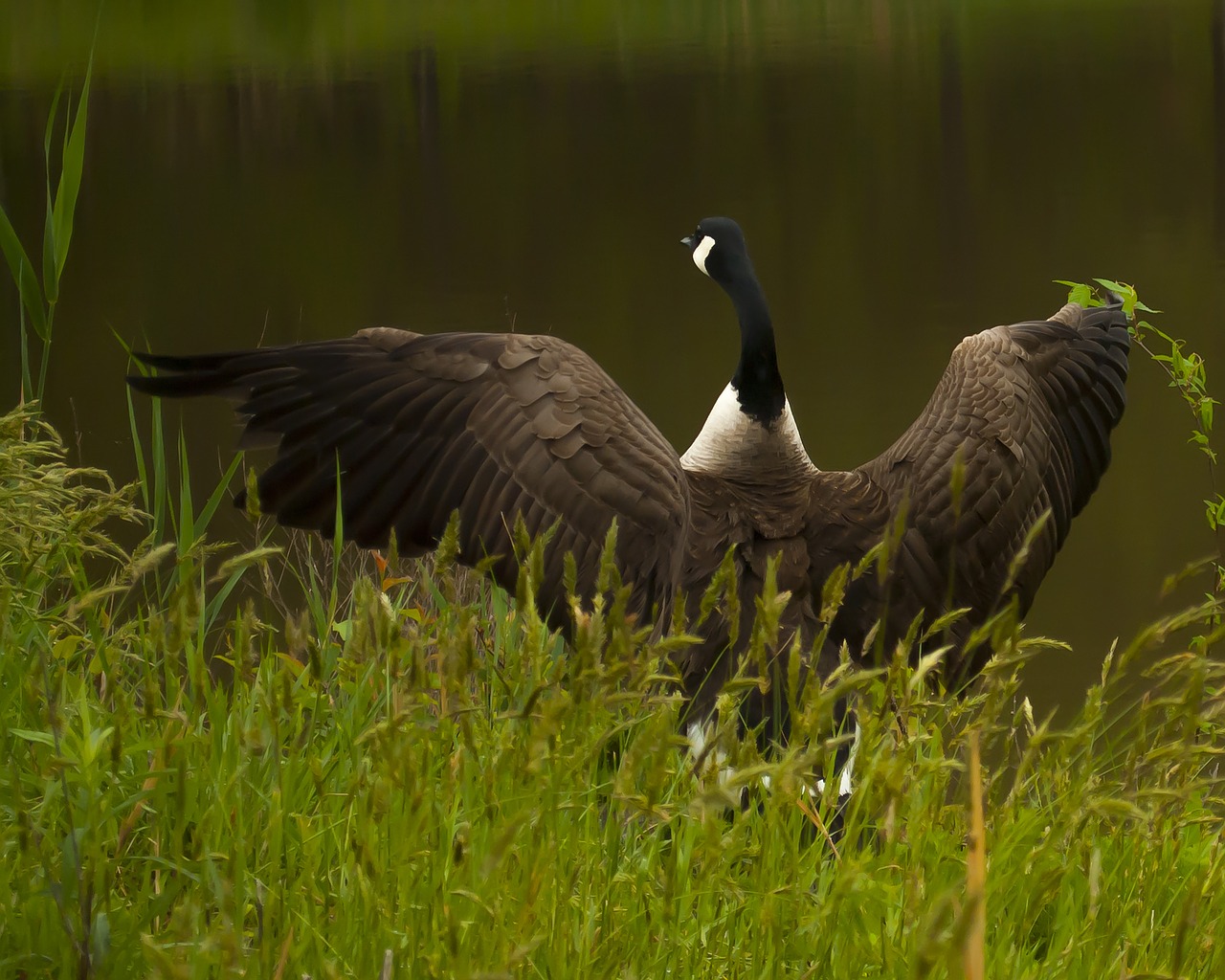 goose bird wildlife free photo