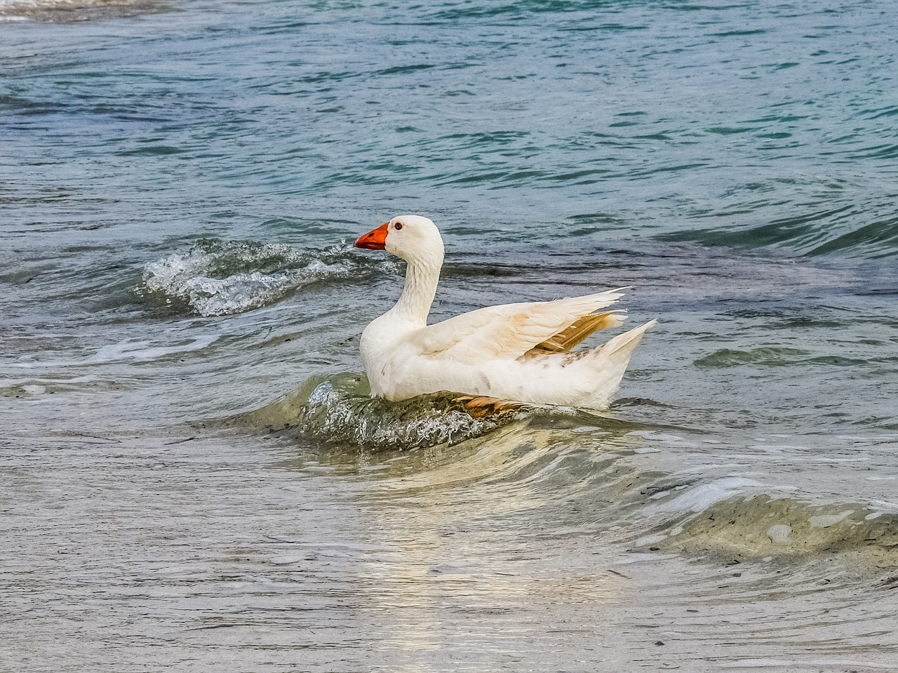 goose swimming sea free photo