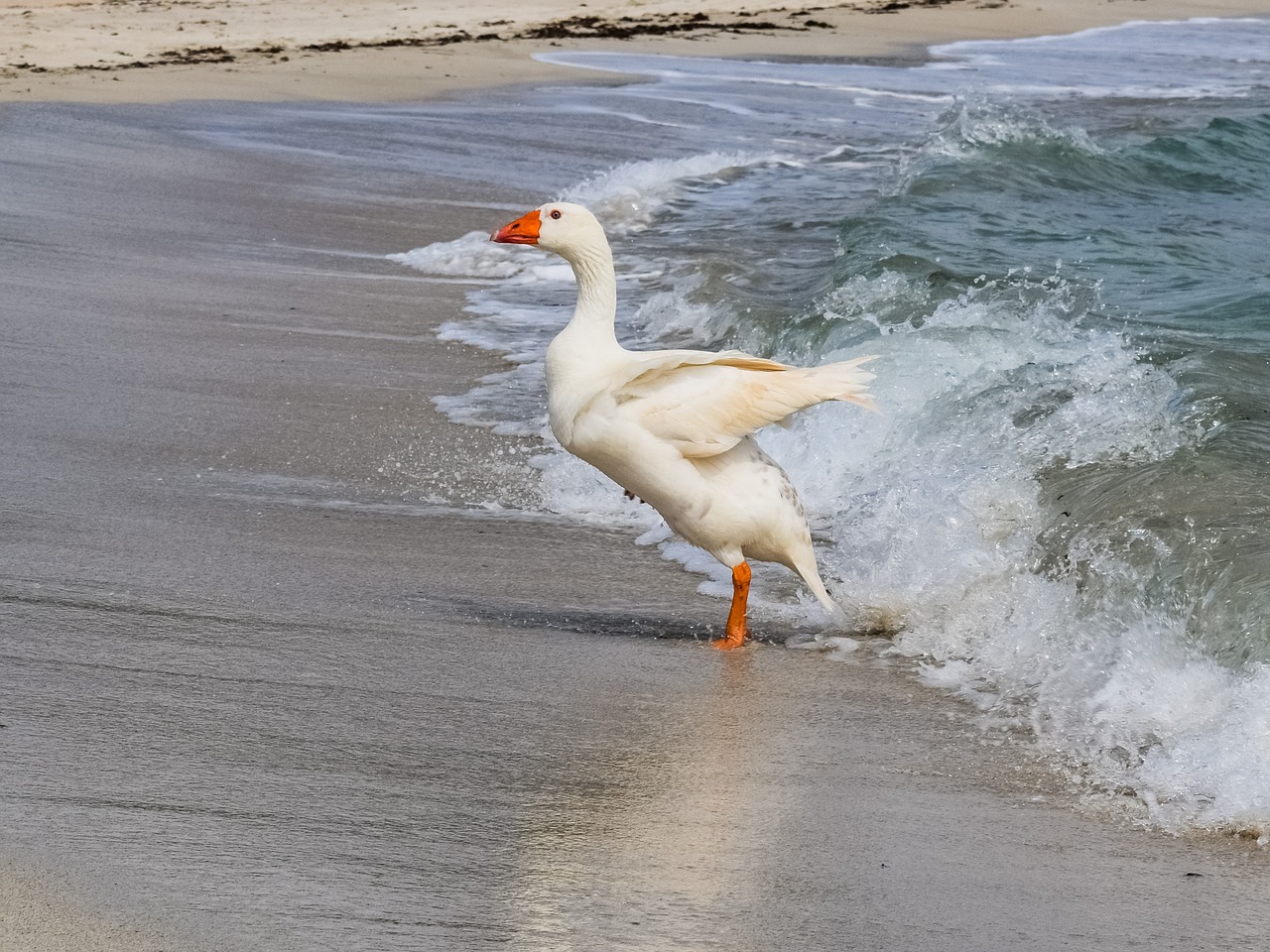 goose swimming sea free photo