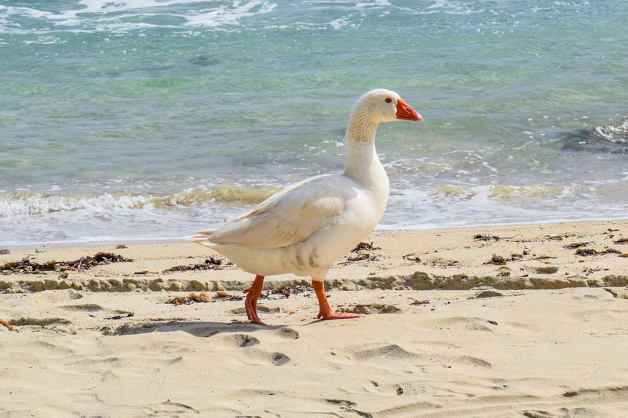 goose sea bird free photo