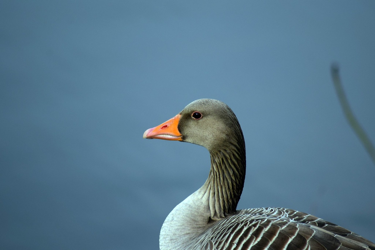 goose bird wild goose free photo