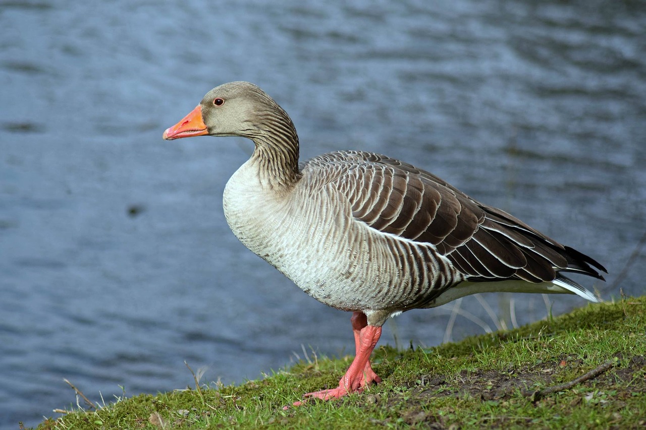 goose waterfowl greylag goose free photo