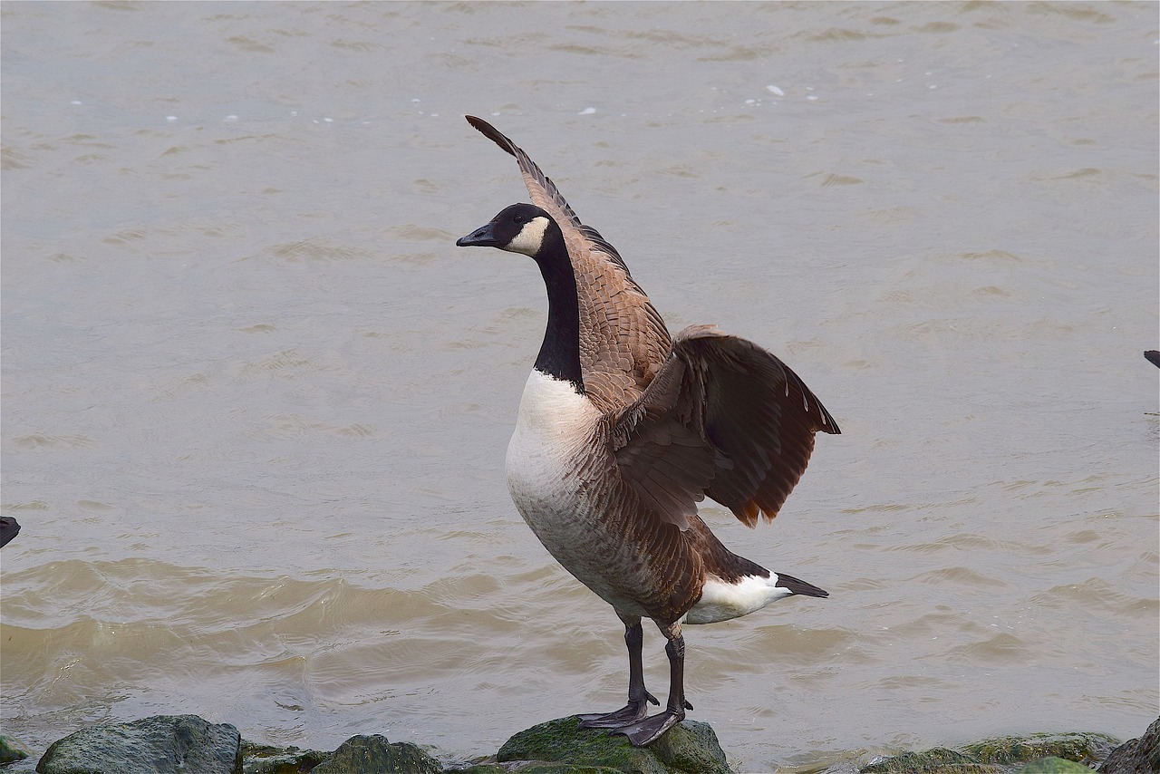 goose water river free photo