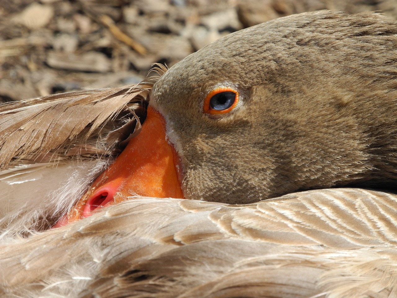 goose oie flemish farm free photo