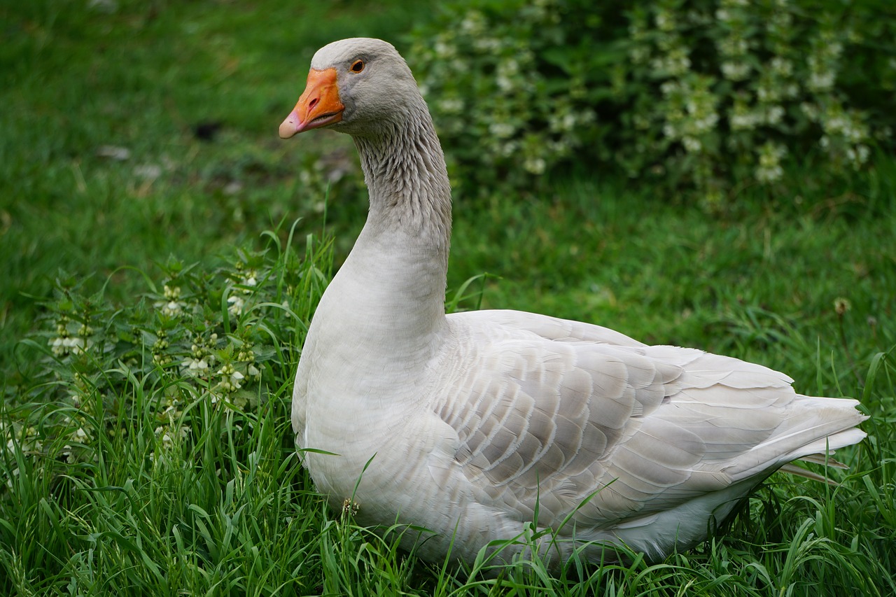 goose steinbacher fighting goose animal nature free photo