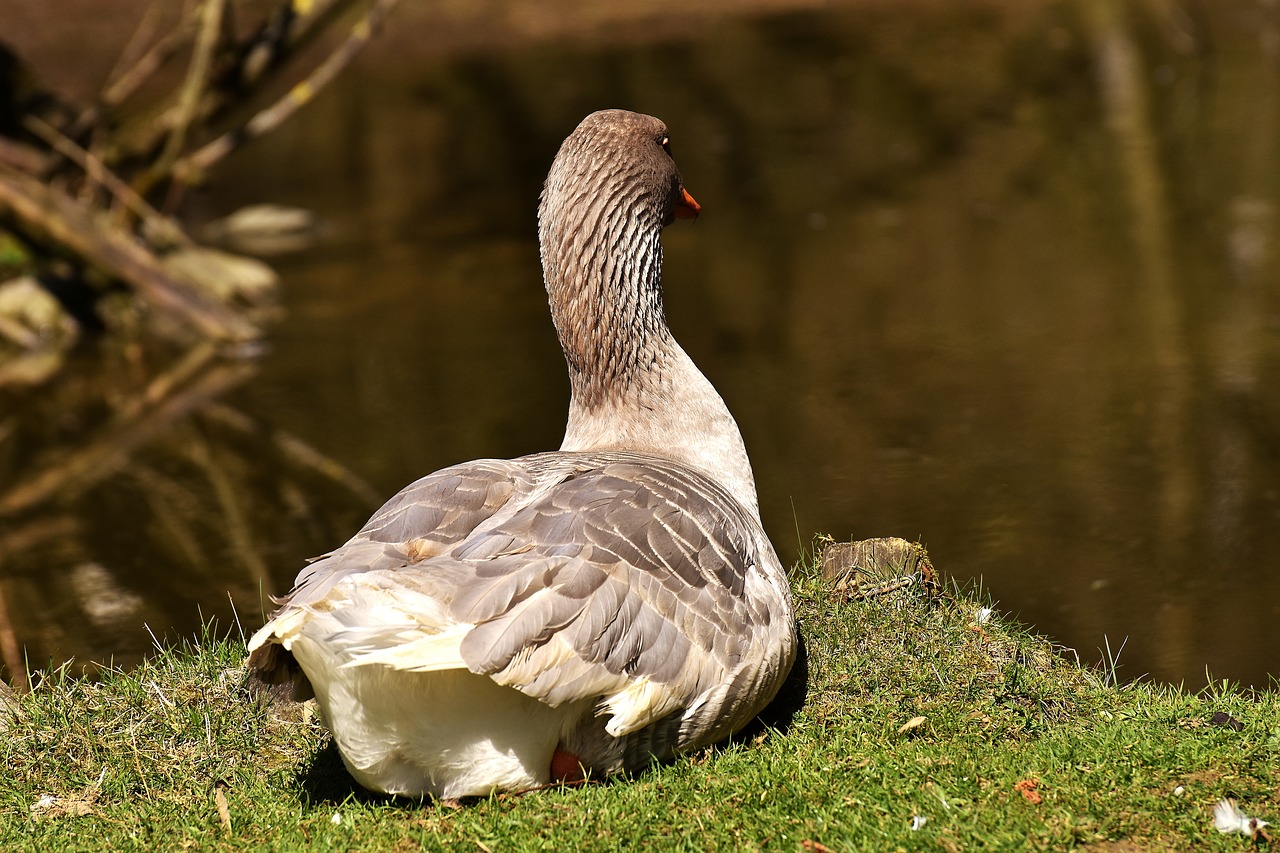 goose bird water concerns free photo