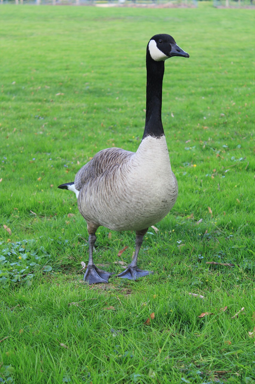 goose wild goose bird free photo