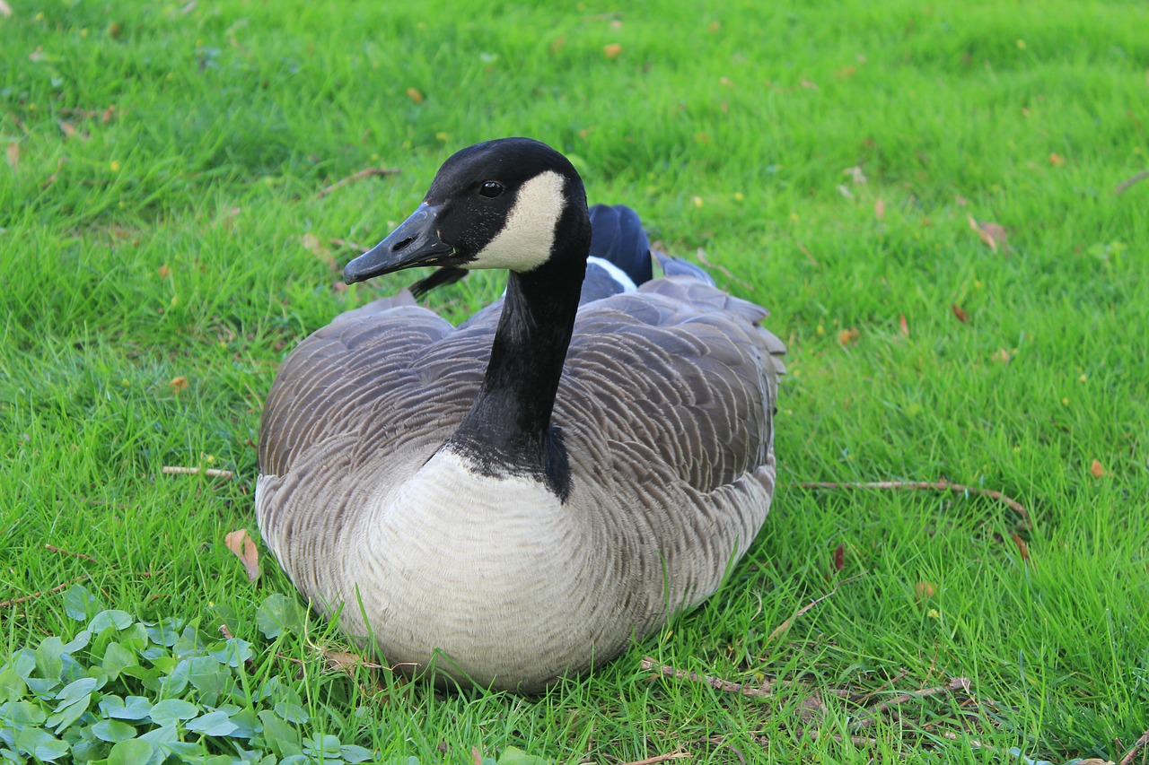 goose bird wild goose free photo