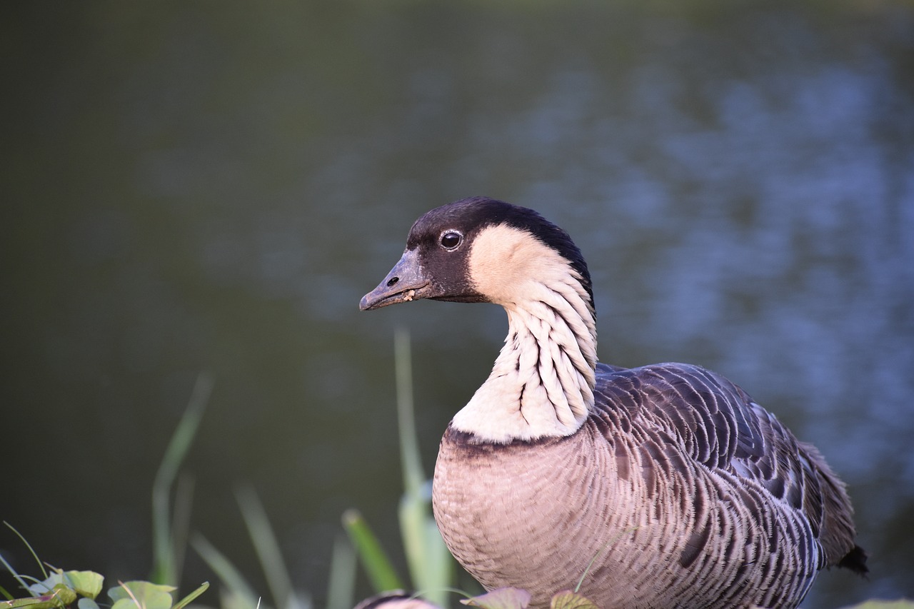 goose bird nene free photo