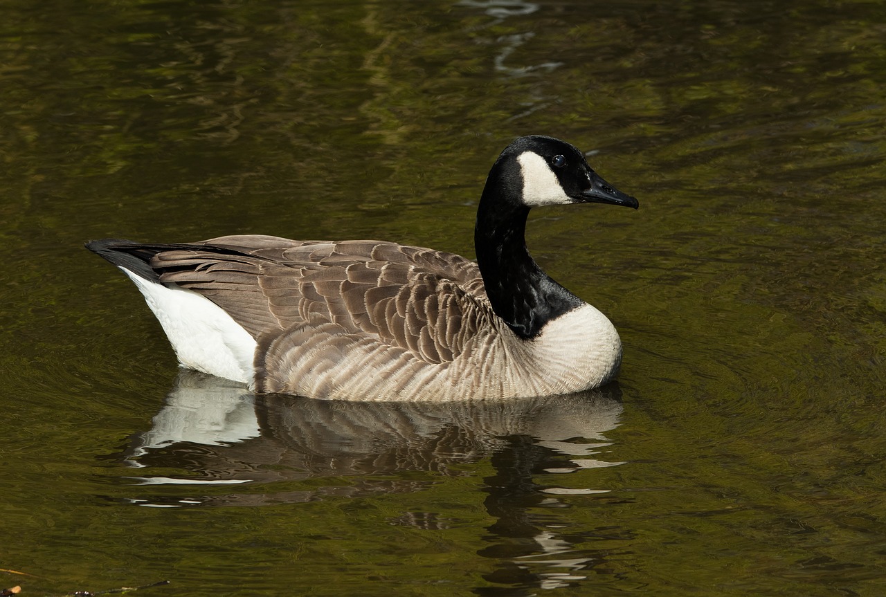 Goose,canada goose,bird,nature,water bird - free image from needpix.com
