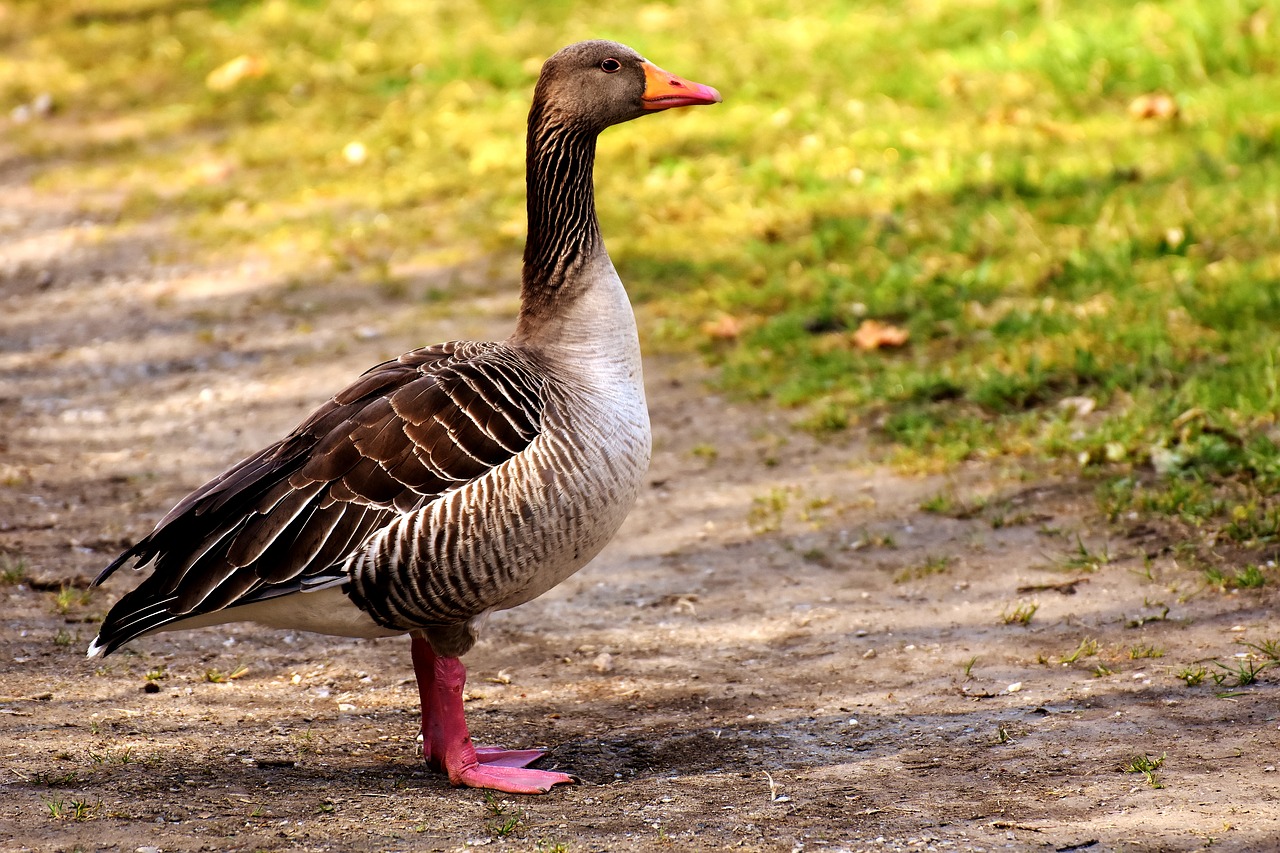 goose water bird poultry free photo