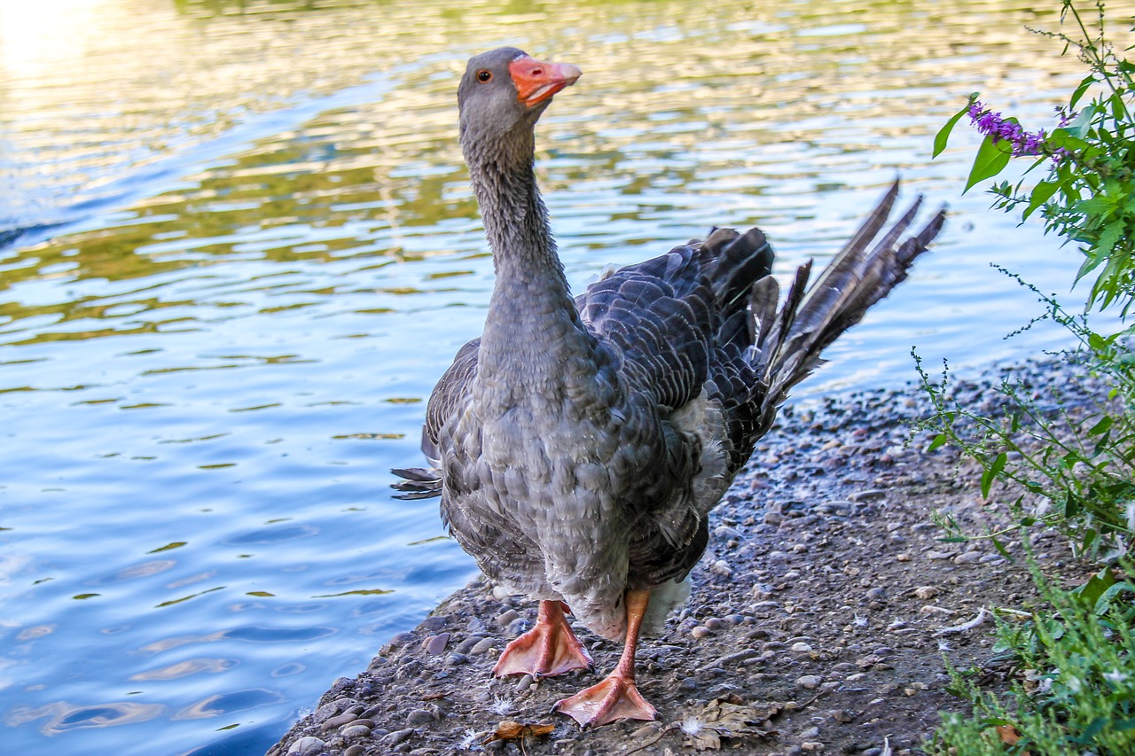 goose bird nature free photo