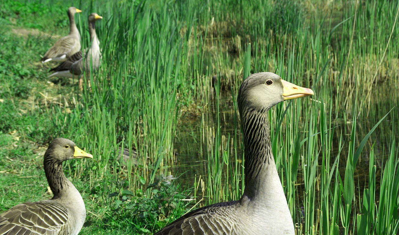 goose greylag goose animal free photo