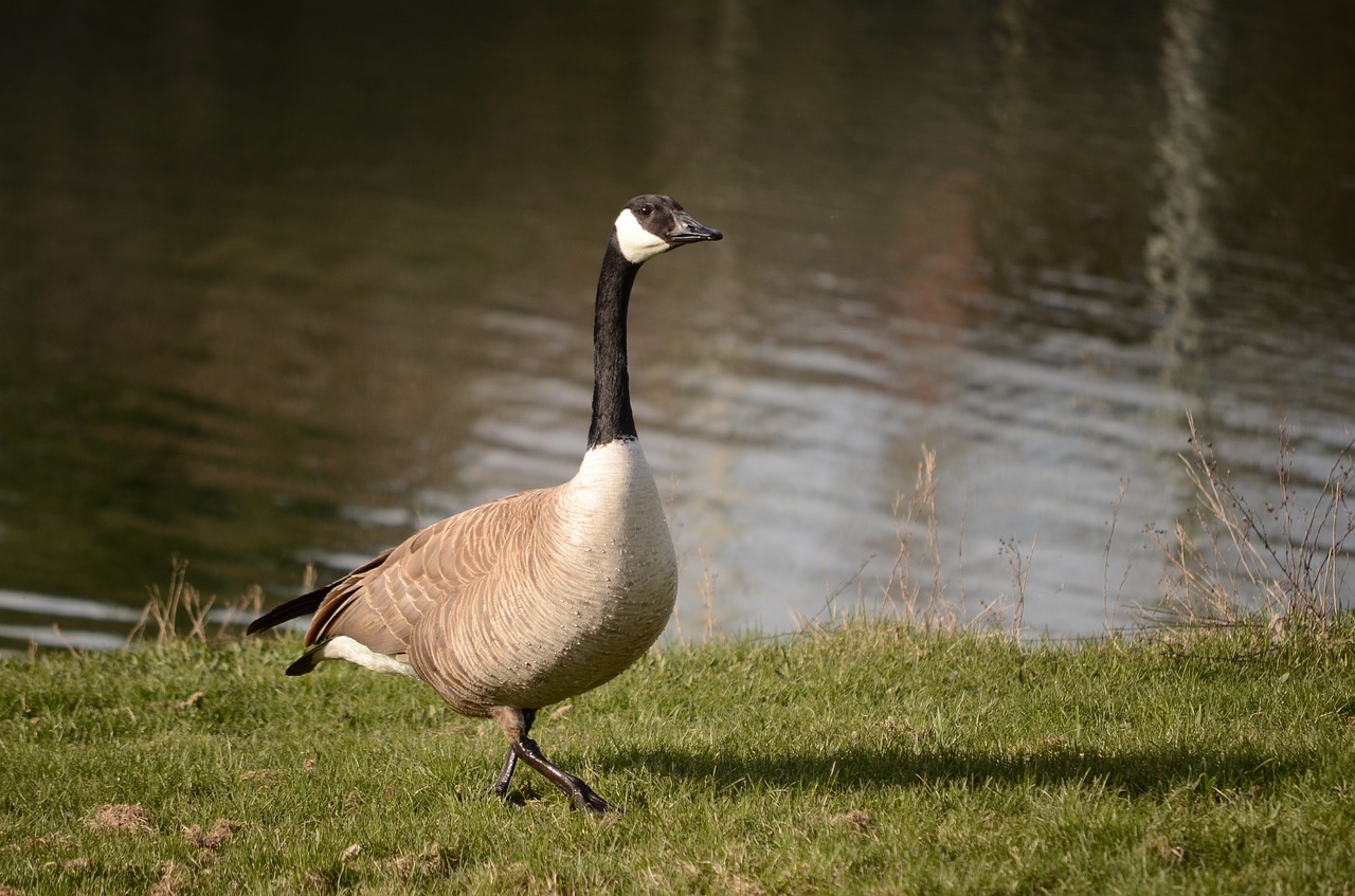 goose geese goose walking free photo