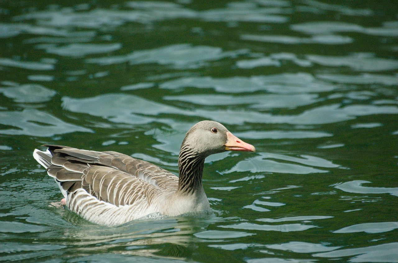 goose greylag goose bird free photo