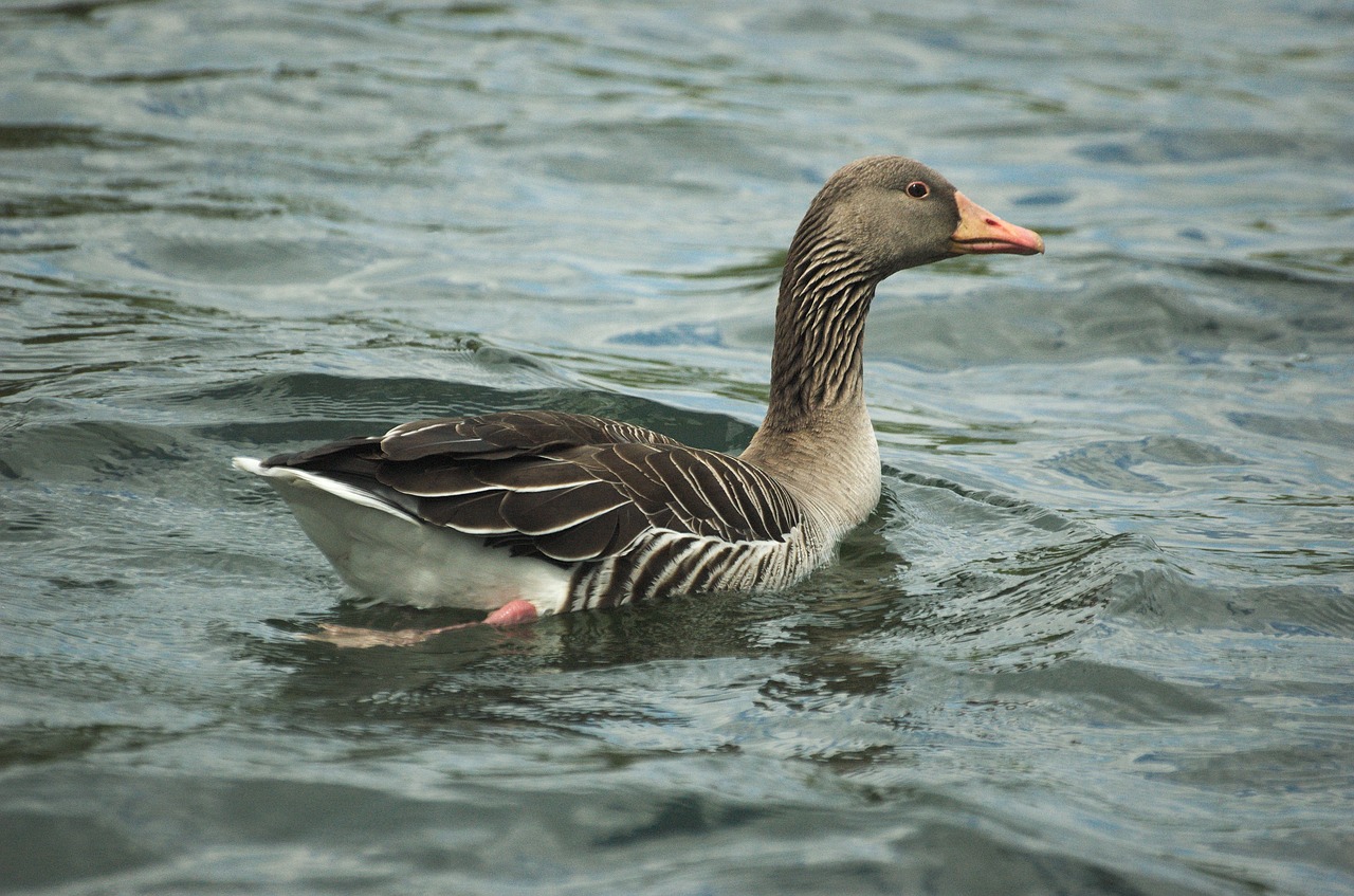 goose greylag goose bird free photo