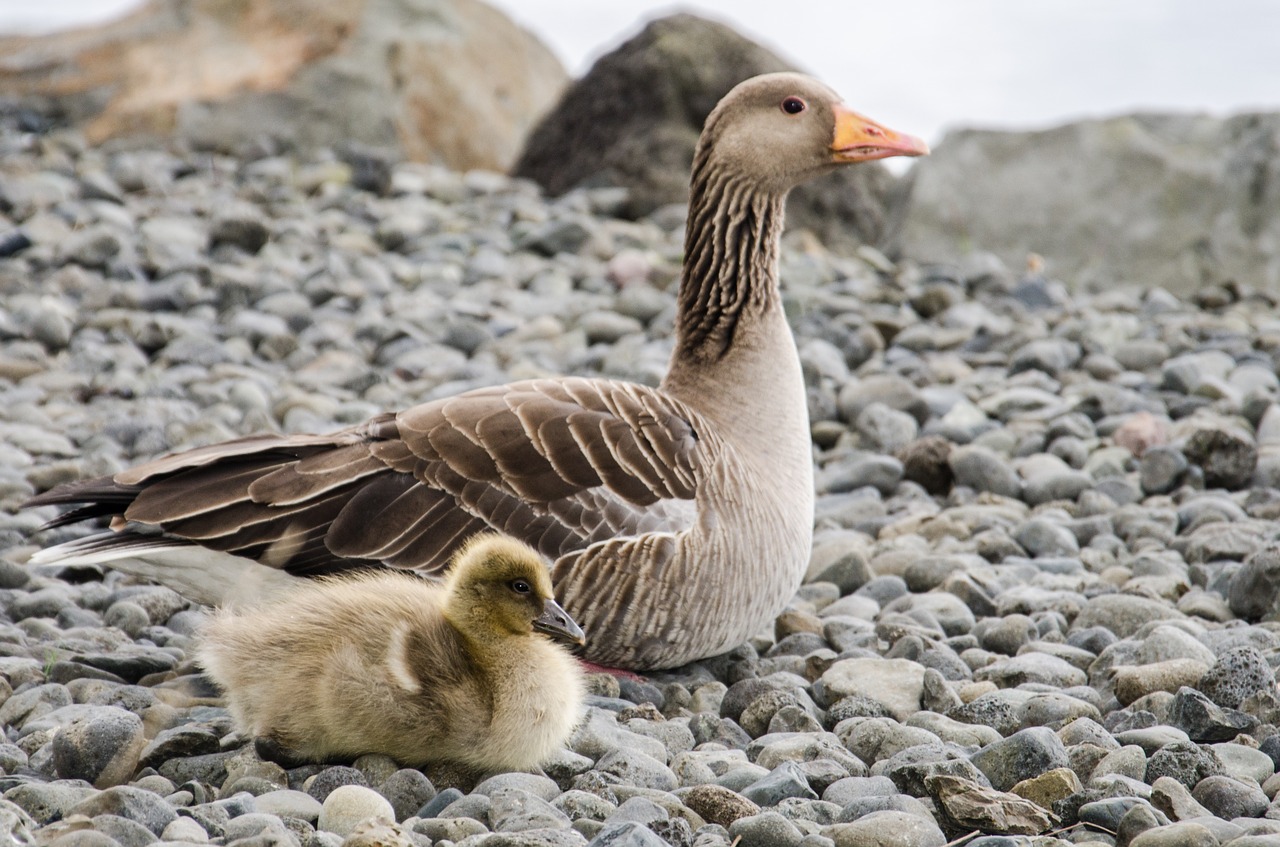 goose bird stone free photo