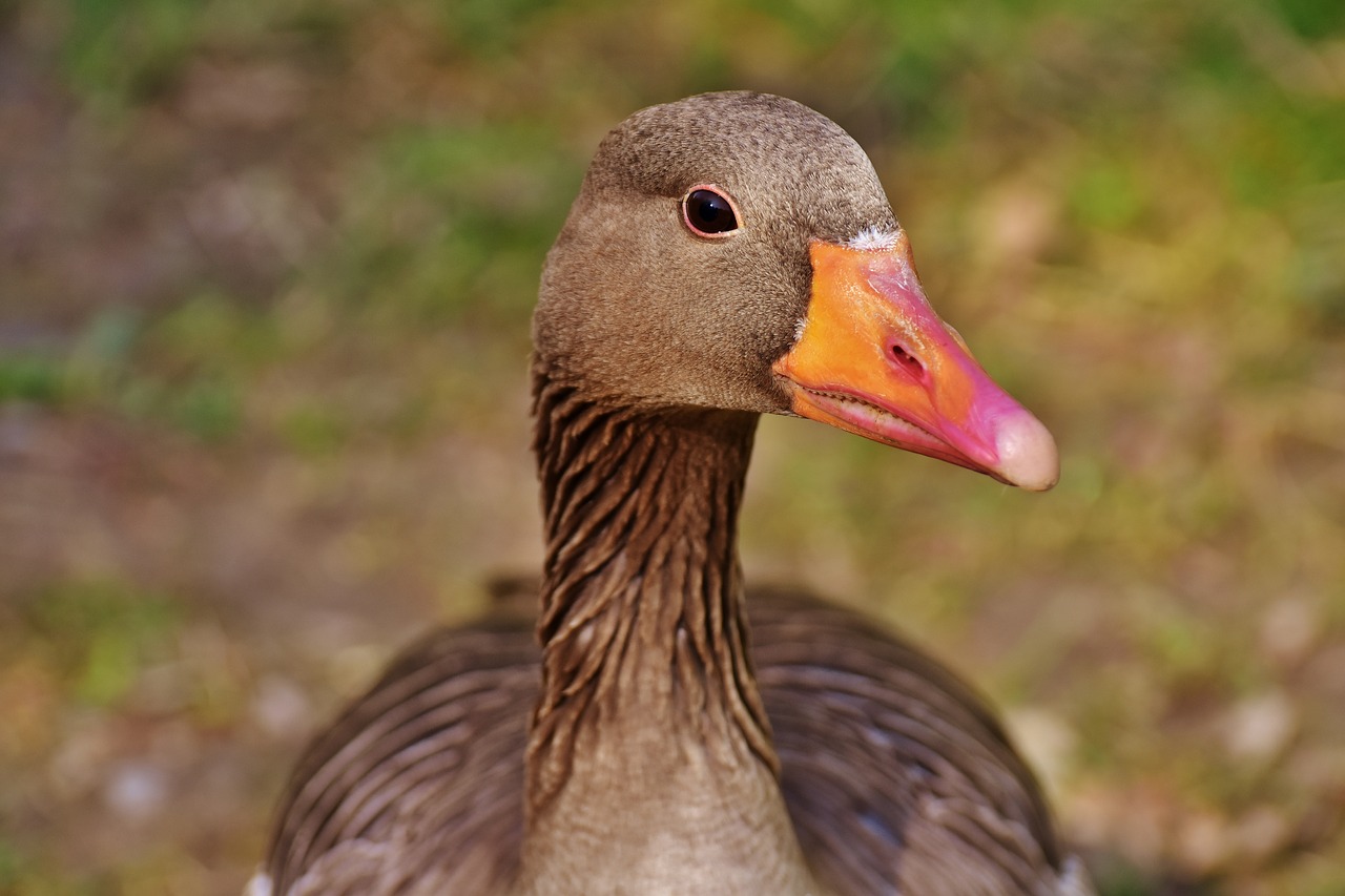 goose water bird poultry free photo